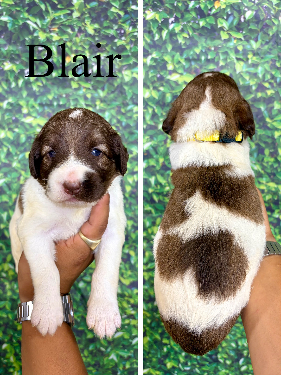Blair (Yellow) 1